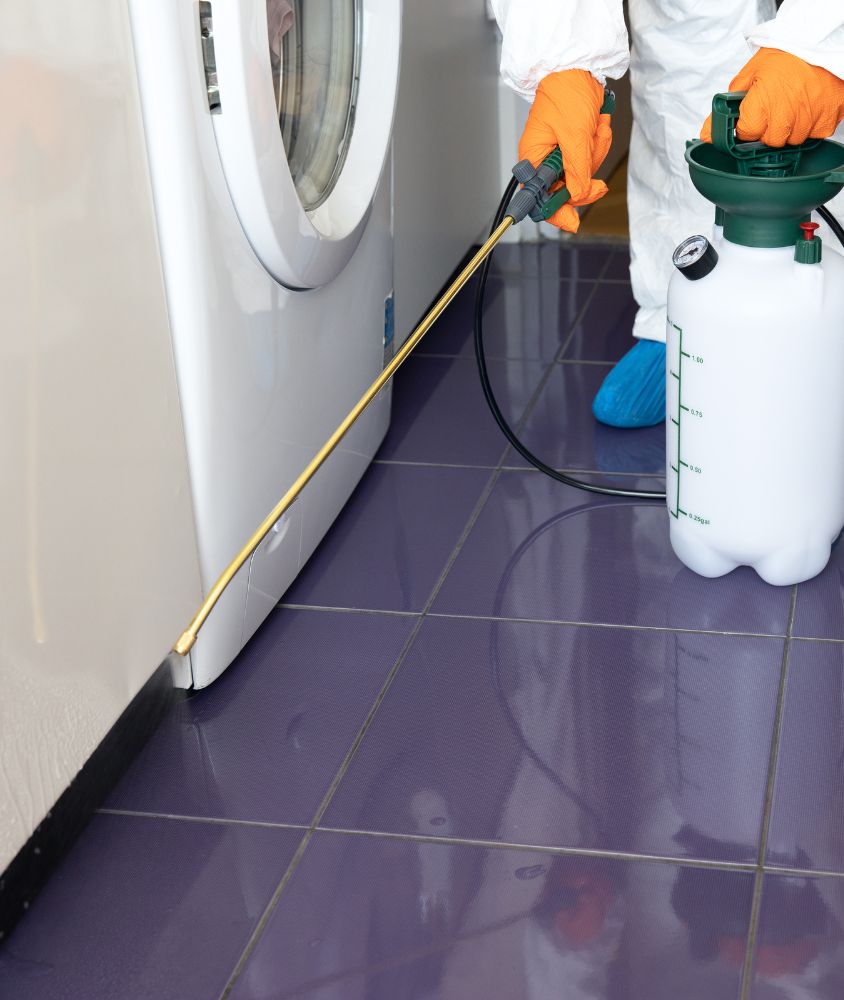 Dedetização em Maceió