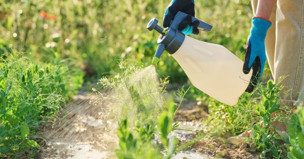 controle de pragas em Maceió