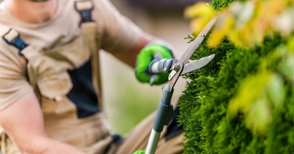 manutenção de áreas verdes em Maceió