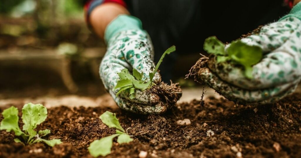 recuperação de plantas em Maceió
